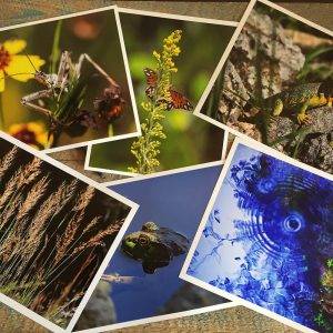 Image with 6 nature photography prints stacked diagonally